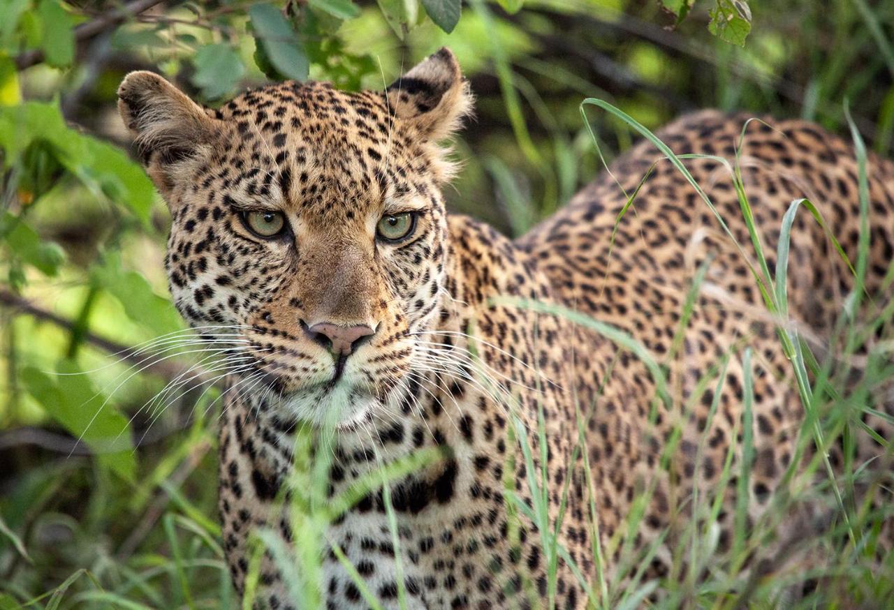 Karongwe Portfolio - Becks Safari Lodge Karongwe Game Reserve Екстер'єр фото