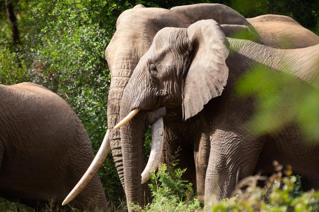 Karongwe Portfolio - Becks Safari Lodge Karongwe Game Reserve Екстер'єр фото