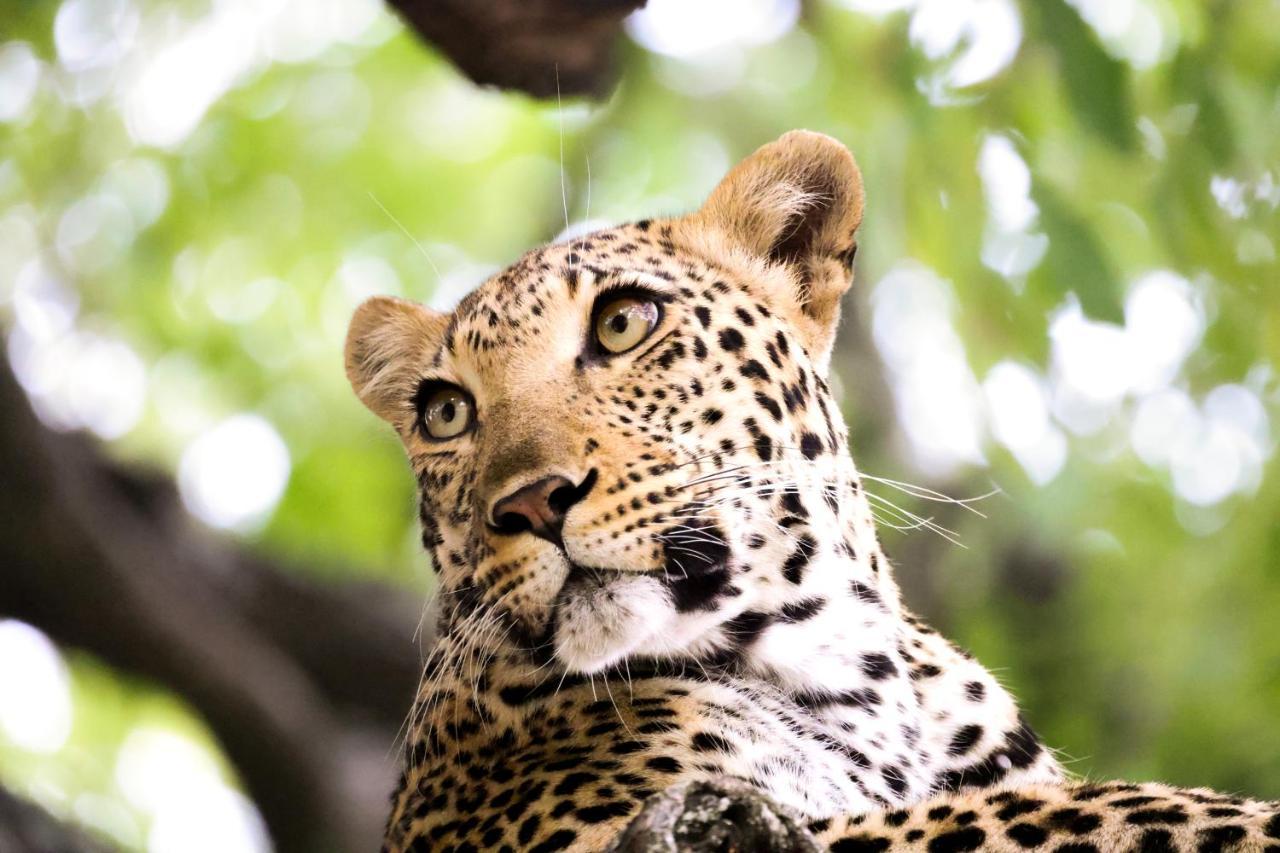 Karongwe Portfolio - Becks Safari Lodge Karongwe Game Reserve Екстер'єр фото