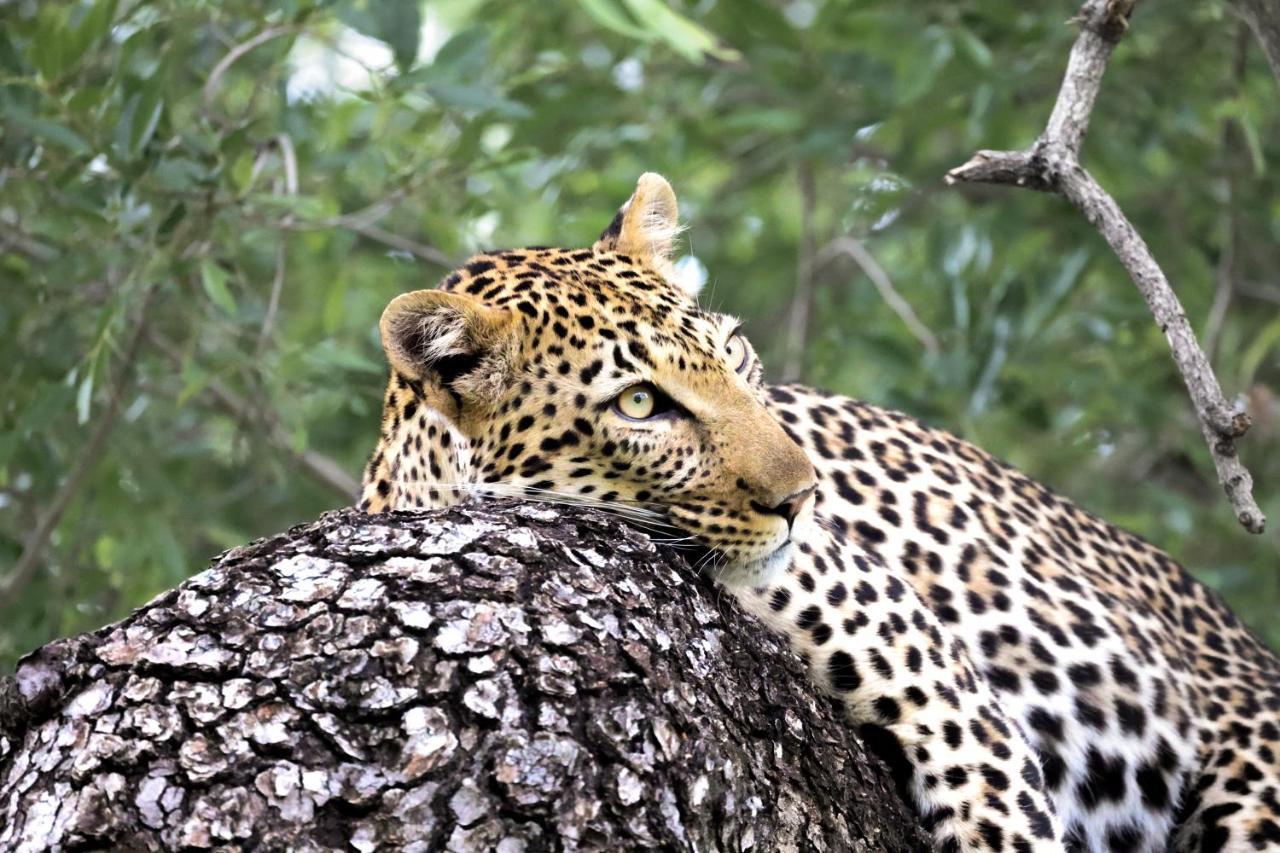 Karongwe Portfolio - Becks Safari Lodge Karongwe Game Reserve Екстер'єр фото