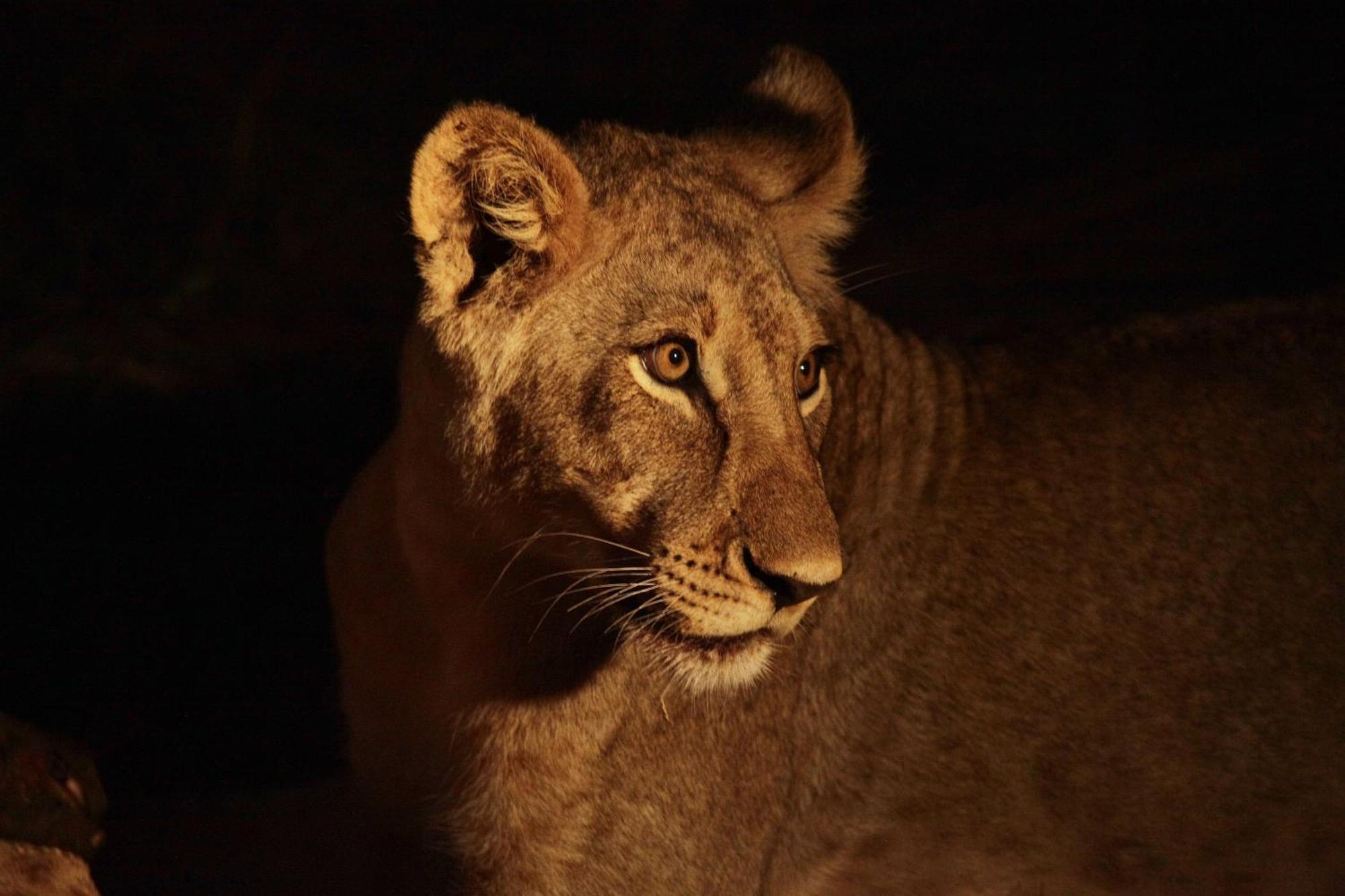 Karongwe Portfolio - Becks Safari Lodge Karongwe Game Reserve Екстер'єр фото