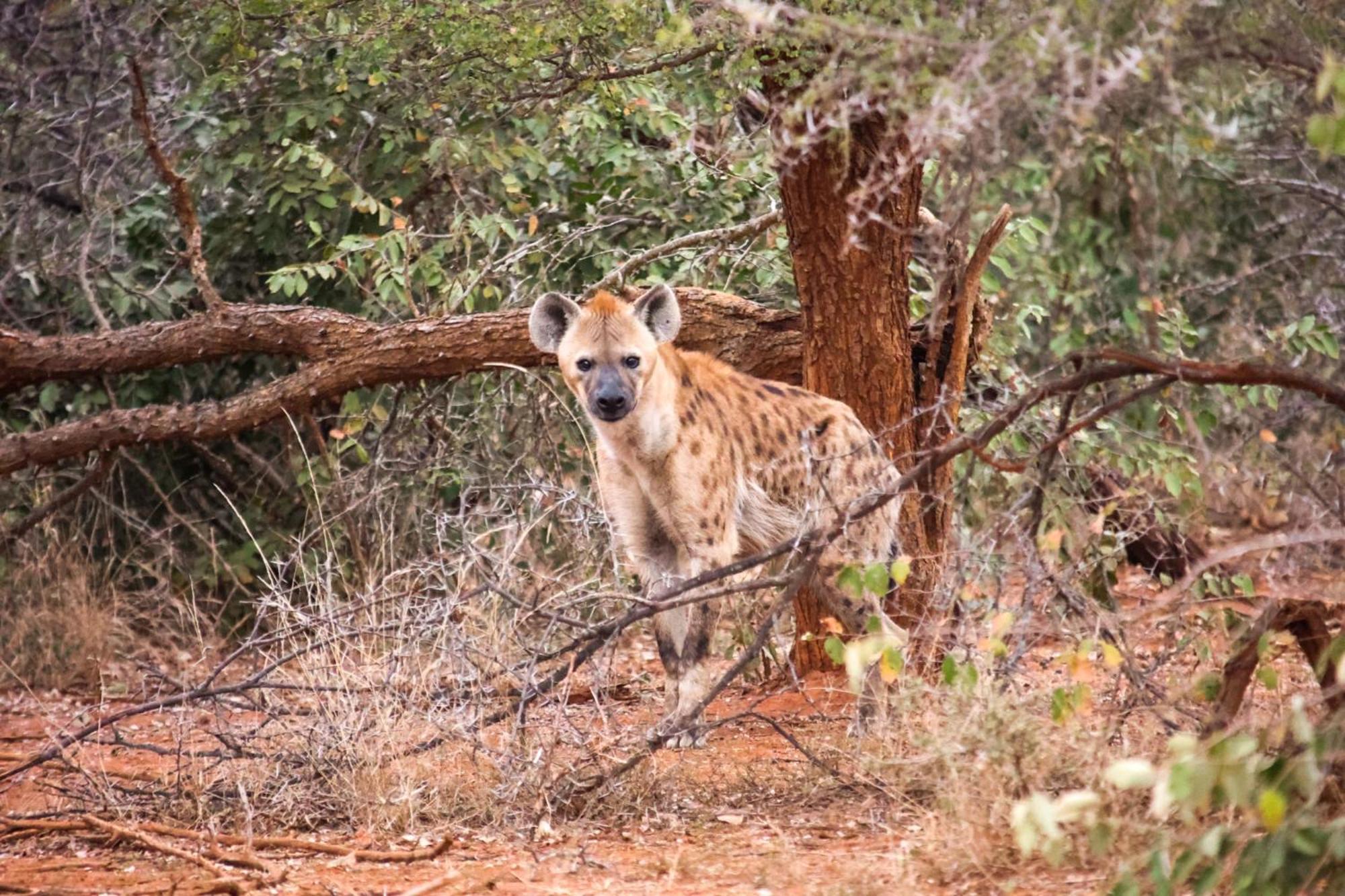 Karongwe Portfolio - Becks Safari Lodge Karongwe Game Reserve Екстер'єр фото