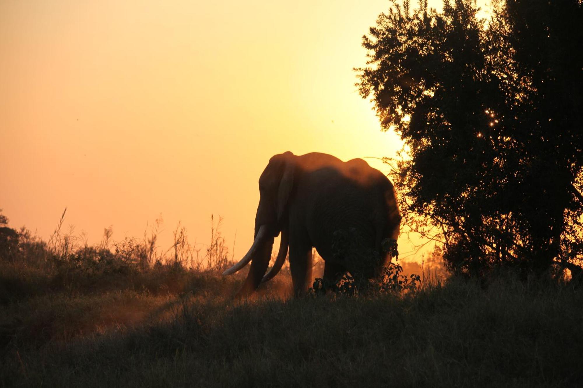 Karongwe Portfolio - Becks Safari Lodge Karongwe Game Reserve Екстер'єр фото