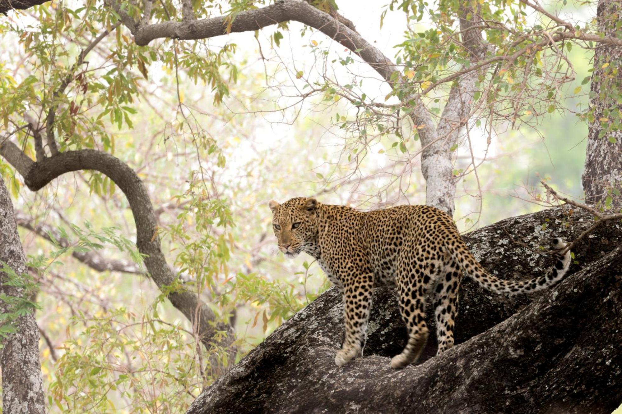 Karongwe Portfolio - Becks Safari Lodge Karongwe Game Reserve Екстер'єр фото