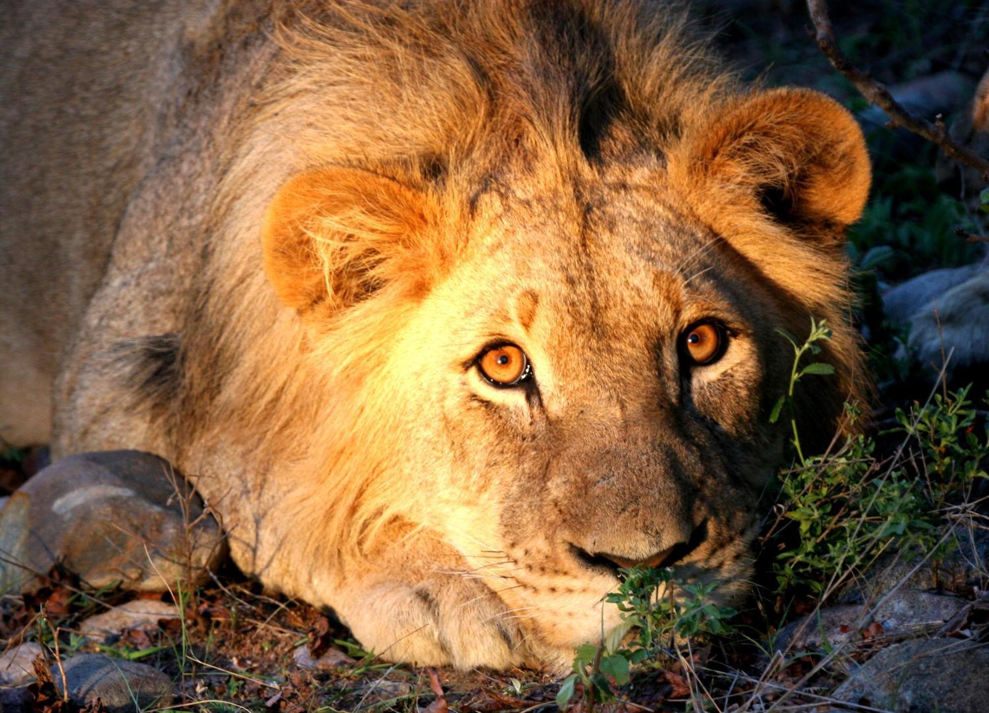 Karongwe Portfolio - Becks Safari Lodge Karongwe Game Reserve Екстер'єр фото