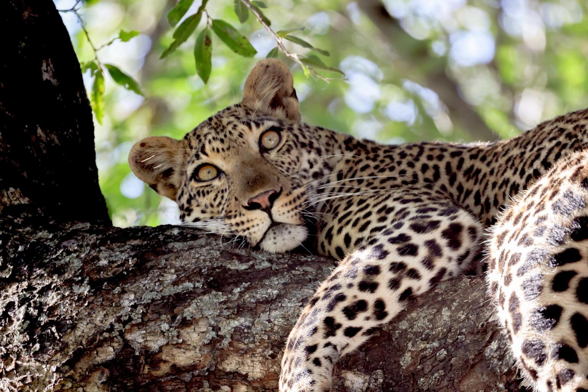 Karongwe Portfolio - Becks Safari Lodge Karongwe Game Reserve Екстер'єр фото