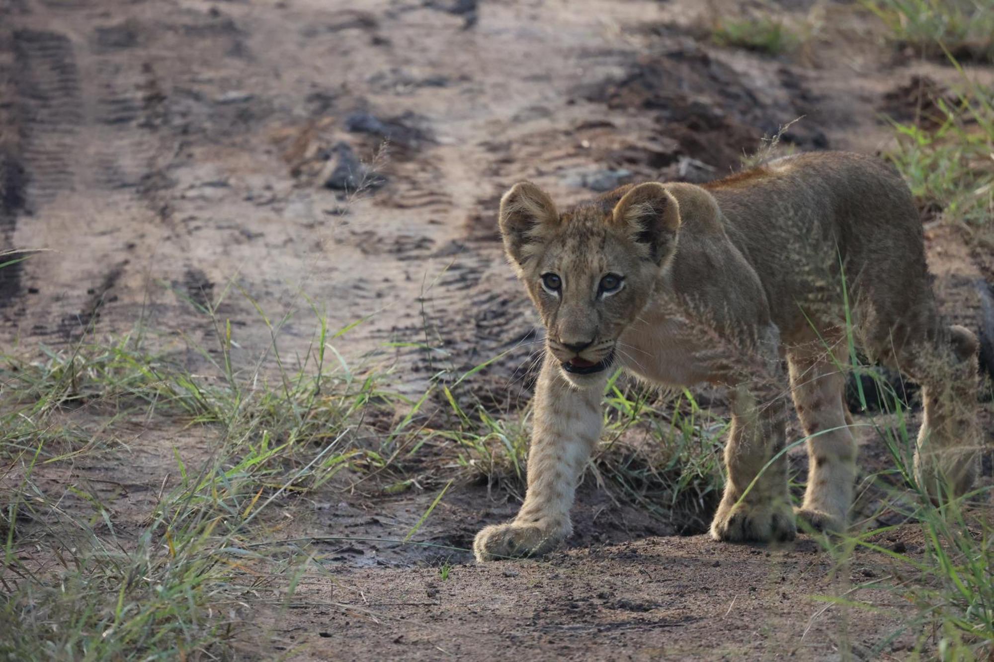 Karongwe Portfolio - Becks Safari Lodge Karongwe Game Reserve Екстер'єр фото