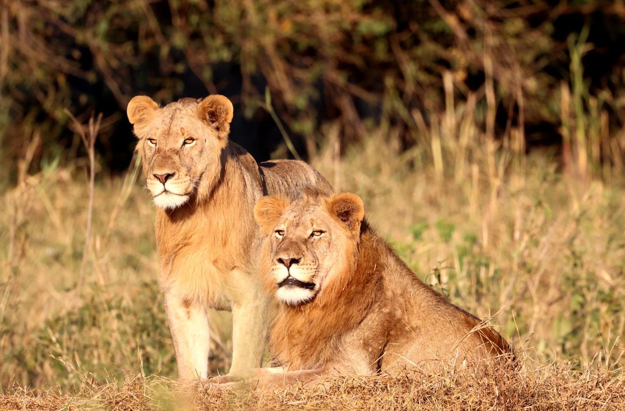 Karongwe Portfolio - Becks Safari Lodge Karongwe Game Reserve Екстер'єр фото