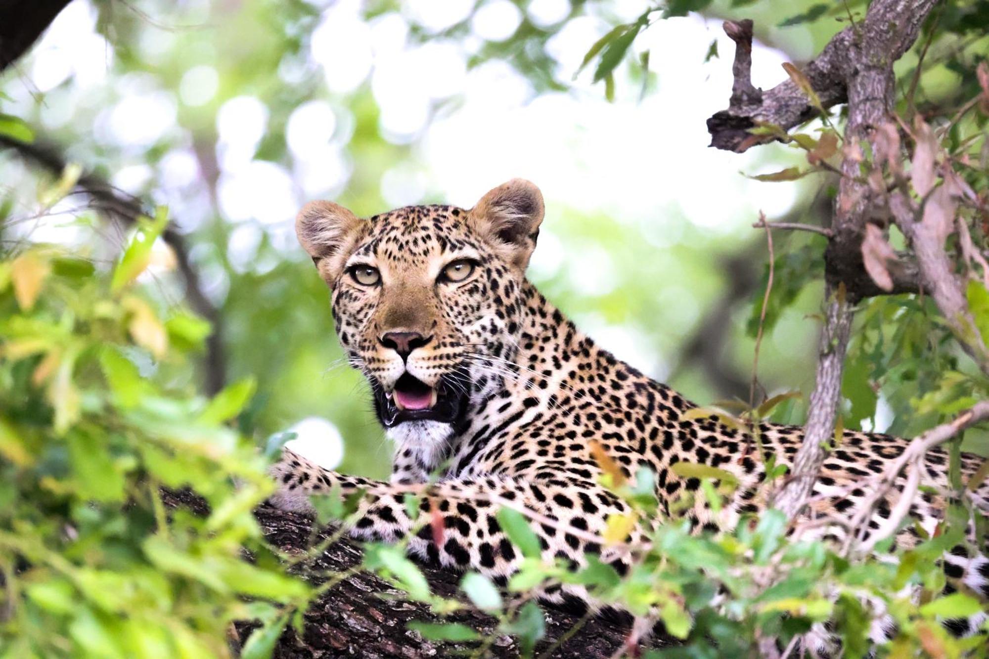 Karongwe Portfolio - Becks Safari Lodge Karongwe Game Reserve Екстер'єр фото