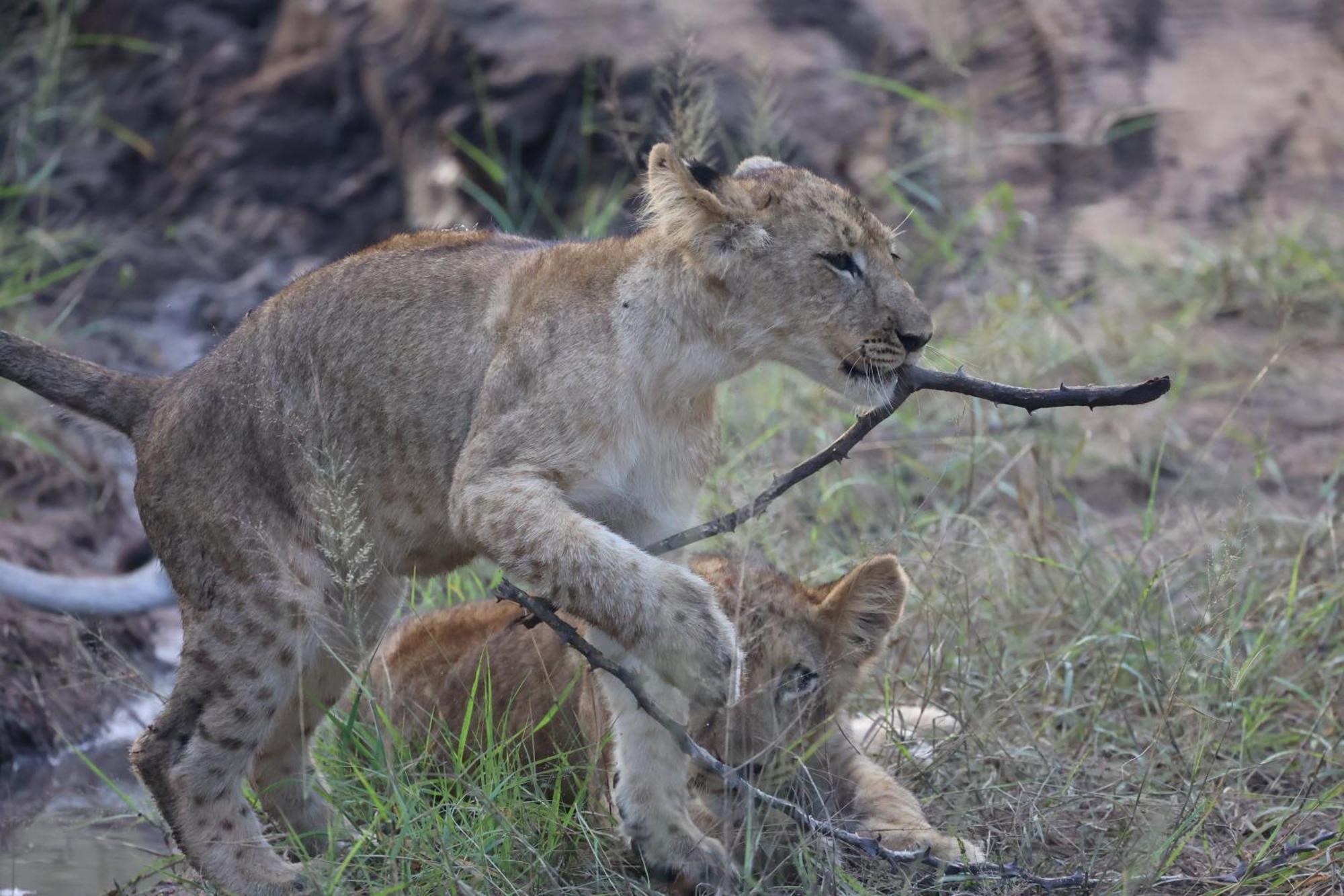 Karongwe Portfolio - Becks Safari Lodge Karongwe Game Reserve Екстер'єр фото