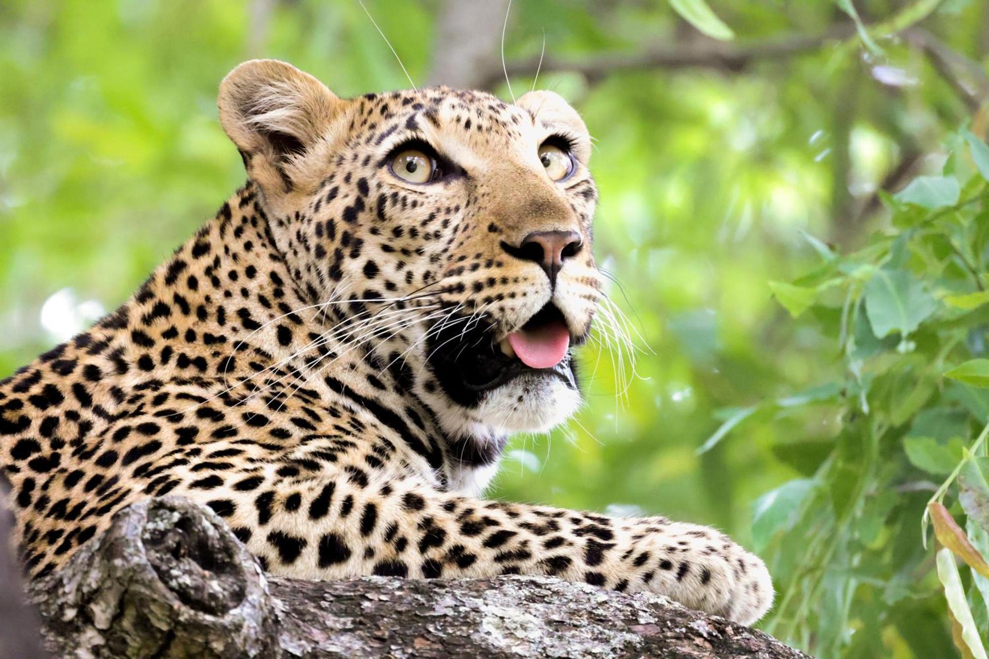 Karongwe Portfolio - Becks Safari Lodge Karongwe Game Reserve Екстер'єр фото